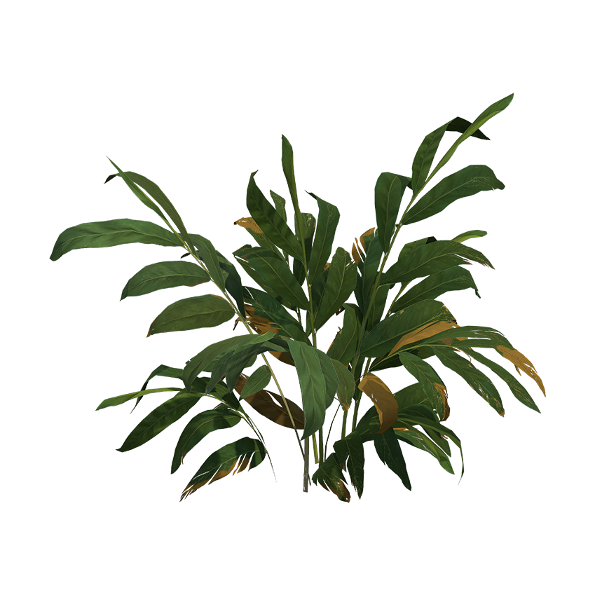 Alpinia galanga - Greater Galangal 02